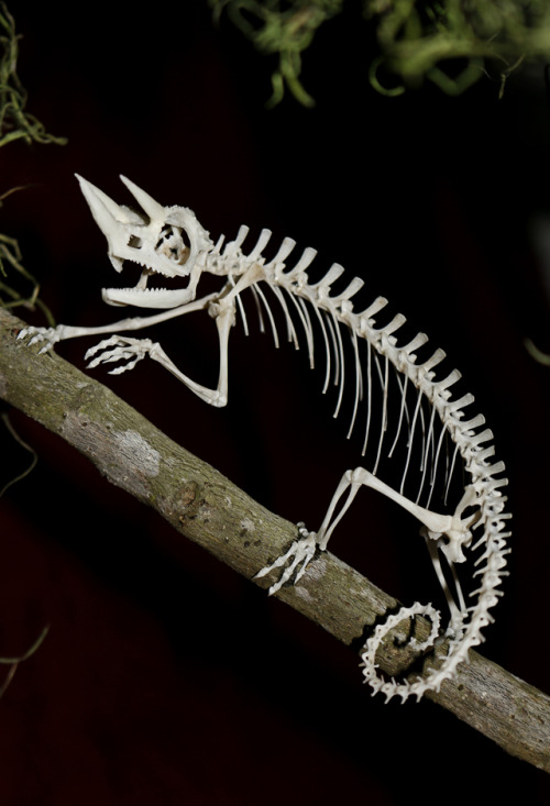 snakeybones:Jac.kson’s Cham.eleon skeleton articulation part 2 Photo credit: @celestialhatter