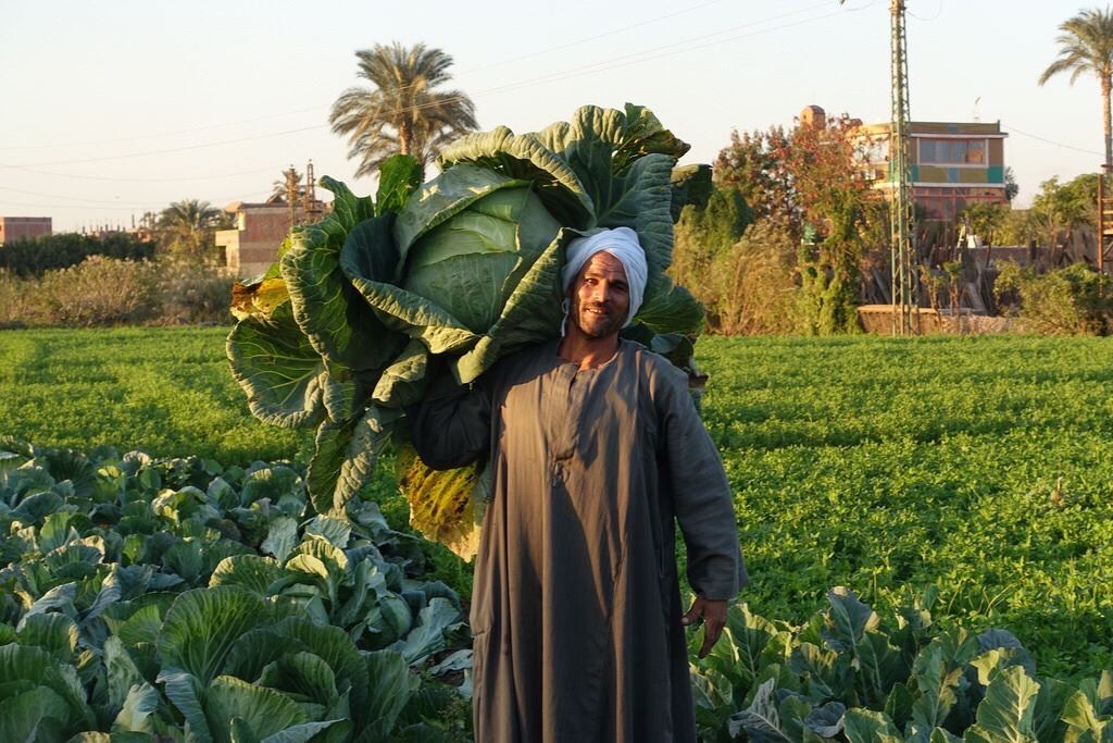 egyptianways: The cabbage