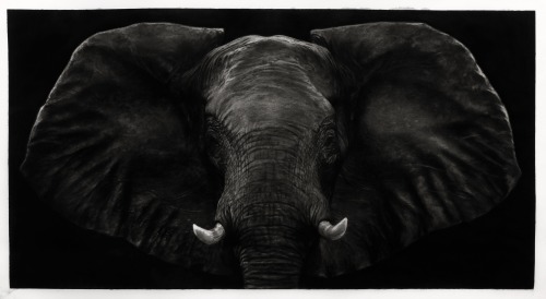 thunderstruck9: Robert Longo (American, b. 1953), Study of Dark Bull Elephant, 2019. Ink and charcoa