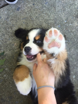 all-dog-breeds:  The paws of destiny!