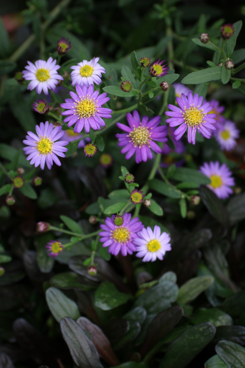 Fall beauties -  Aster Ezo Murasaki Must have - flowers to make the end of summer more bearable &hel