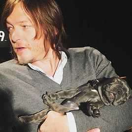 reedusgif:  Norman with the puppy during TRIPLE9 interview
