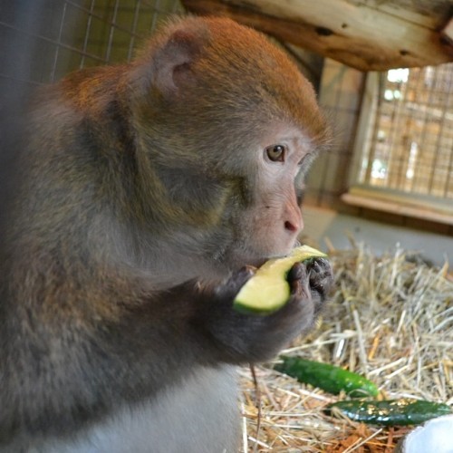 Newton enjoying some freshly sliced cucumber!
Newton savoure des concombres fraîchement coupés.
#faunamonkeys #newton #monkey #yum #sanctuary