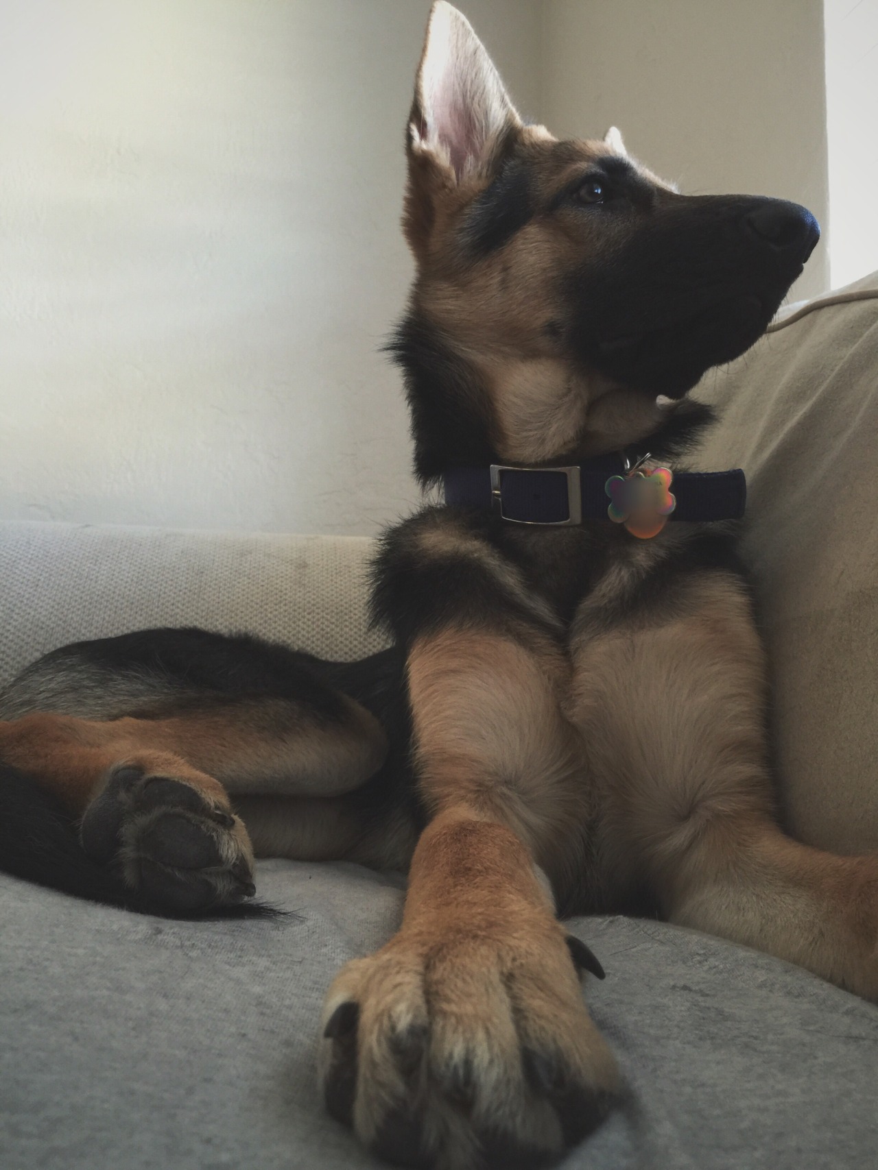 handsomedogs:  My 6 month old German Shepherd, Luna. She was trying to take a nap