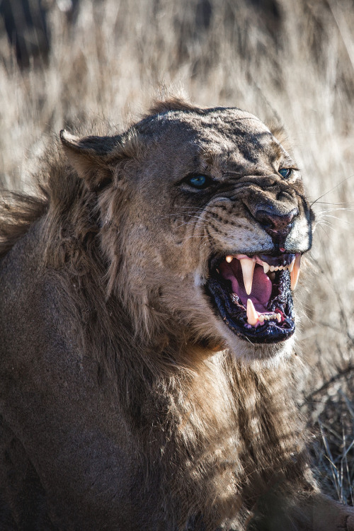 motivationsforlife - Lion Roar by Lucien Muller // Instagram //...