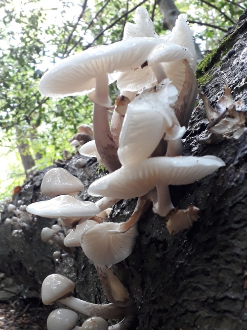 Barnet, London, UK, September 2018Porcelain mushroom (Oudemansiella mucida)This is a late find, as t