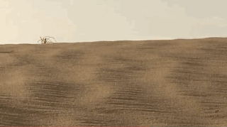 imnotaustinpowers:  queenbeereginageorge:  thingsofthewild:  ftcreature:  The Featured Creature: They See Me Rollin’: New Cartwheeling Flic-flac Spider Discovered Not much is known about their biology or ecology, except that they’re really freakin’