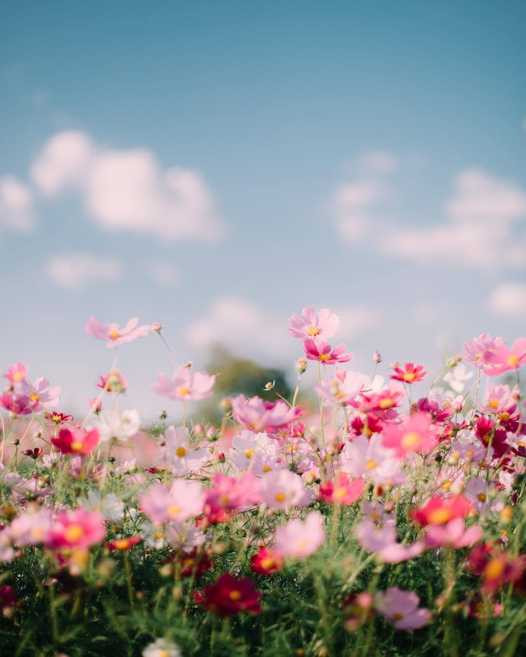 floralls:by _peppermint.b