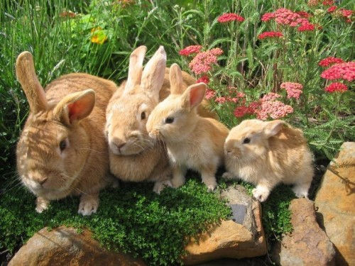 animals-addiction: Bunnies are just beautiful