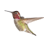 hummingbirdbrain