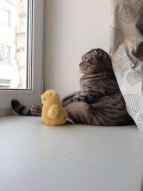 awwww-cute:  It’s a big world out there ducky 