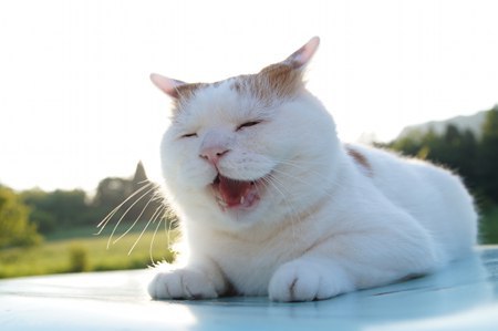 cybergata:  にこ