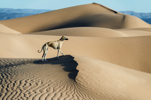 livestockguardiangod:A Sloughi (Arabian greyhound) in the desert of Morocco. Photographed by Rosa Fr