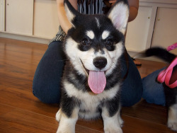 godtricksterloki:  corgis-everywhere:  corgi/husky mix :-)  OHMYGODLOOKATALLTHECUTE HOWISTHISEVENPOSSIBLE!!!! 