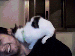 kill3r-smil3z:  cats-are-the-cutest-things-ever:violently snuggles  Awe