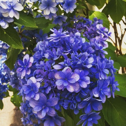 東京は梅雨入り。紫陽花が輝く季節。 #東京 #梅雨入り #紫陽花 #あじさい #アジサイ #tokyo #rainyseason #hydrangea #flowers #flowerstagram 