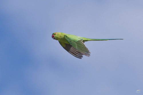 blogbirdfeather: Rose-ringed Parakeet - Periquito-de-colar-rosa (Psittacula krameri) Cruz Quebrada/P