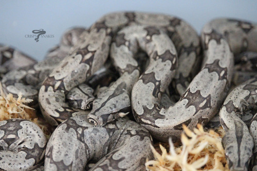 21SASxBB - Lemke/Dyer line, North Brazil locality (Boa constrictor) Looks like 12 live, no slugs, no