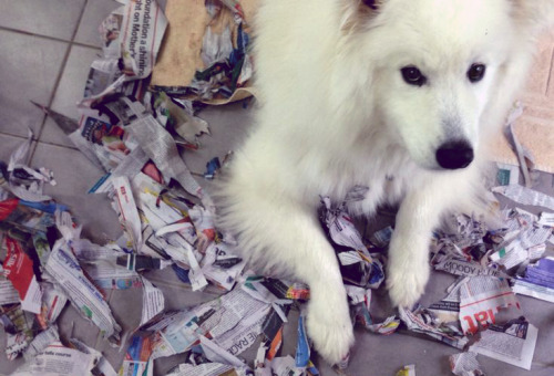 jasperthesamoyed: When your dog loves paper Flashback Friday