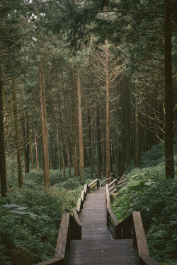 plasmatics:  Enigmatic Forest [via/more]