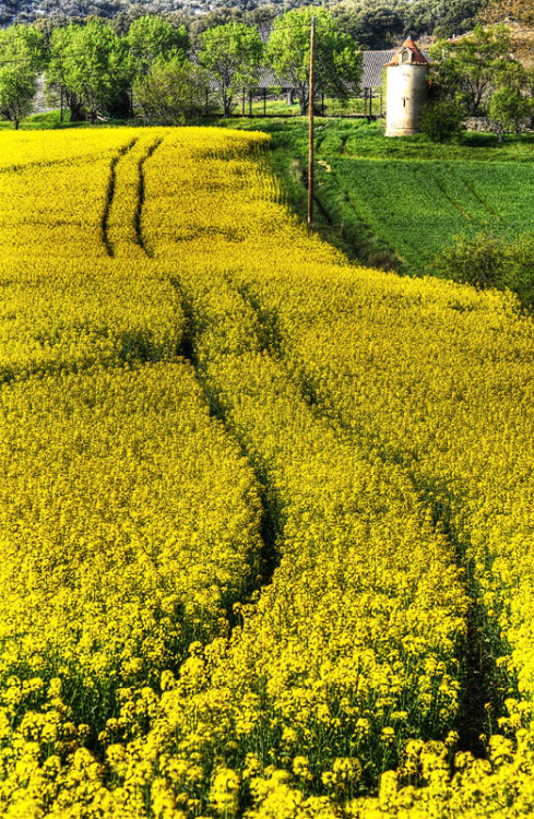 marseille-beauty:Colza Field in Provence (Luberon)(by marcovdz)