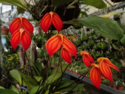 orchid-a-day:  Masdevallia igneaSyn.: All infraspecific taxaApril 28, 2017