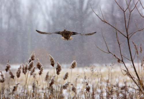 Record-breaking snowfall in Montreal yesterday…almost 50 cm.