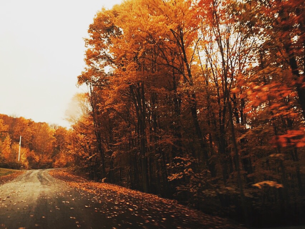 library-mermaid:
“ My street this week 🍁✨🍂
”