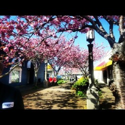 It Was Really Nice Day Out. #Seaside #Oregon