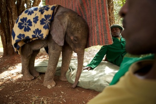 wildeles: Rescuing orphaned baby elephants in Kenya - in picturesTuesday 12 August 201410.50 EDTTo m