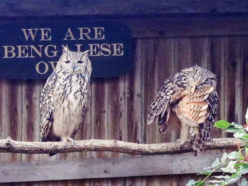 Can anyone identify these owls? I think they&rsquo;re Bengalese owls but I can&rsquo;t be sure.