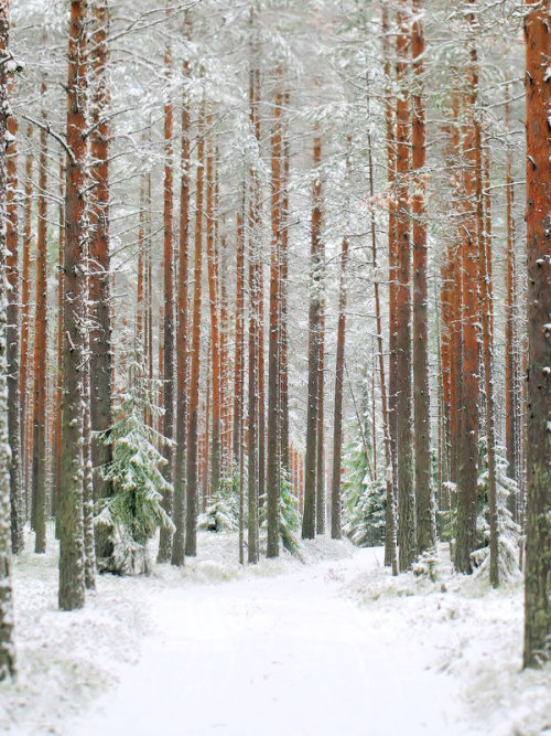 radivs:Forest Beauty by Kari Liimatainen