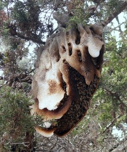 cunningvelociraaptor:  Honeycombs in the
