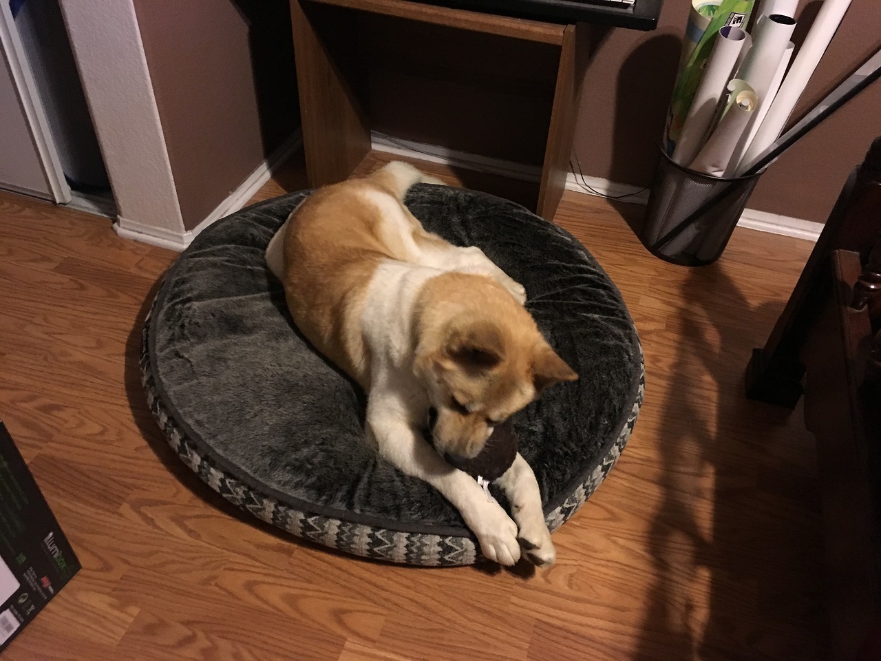  My short week with a dog We  picked her up from a rescue shelter. She was nothing
