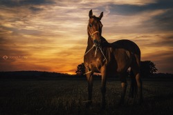 llbwwb:  For the horse lovers:) (via 500px / Sunset Paddock by James Farley)