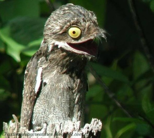 christycandid:  honesttoblarg:   The Potoo - Either the most unphotogenic or the most ridiculous looking bird in the world.  unphotogenic? these are my favorite pictures of any bird ever  my spirit animal  e foi nesse dia que as corujas aprenderam a fazer