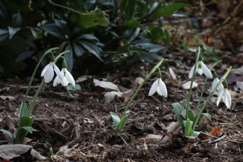 Potter&rsquo;s Prelude - a fall flowering snowdrop announcing winter is on the way so nicely. M