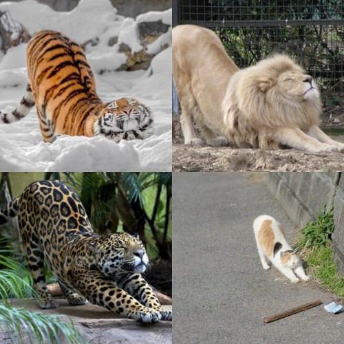 bears-official:cats is cats is cats