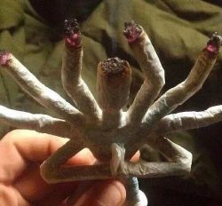 reddlr-trees:  Its the weed god joint.