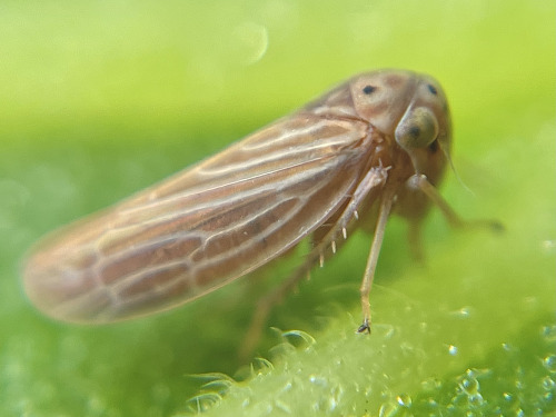 I See At Least One Cool Bug A Day, And Usually Many More, But Its Not Because I Live Anywhere Particularly