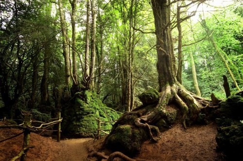 Porn papalagiblog:Puzzlewood is an ancient woodland photos