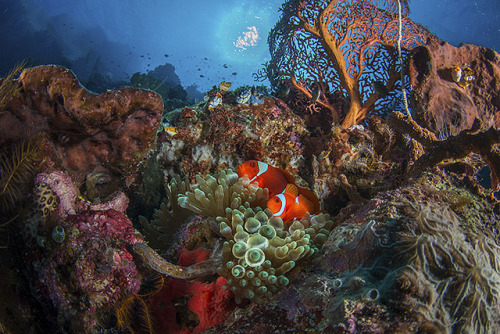 theoceaniswonderful - Clown Fish and Sea Fan by Macdaza