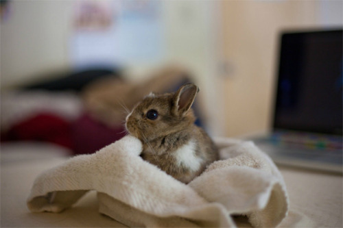 dontbearuiner:rebel-in-overalls:Because everyone needs more baby bunnies in their lives.Also, I spen