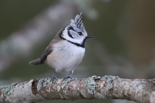 Crested tit/tofsmes.