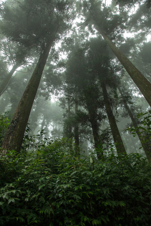 quartzprinz:林木參天by tak530