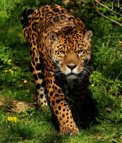 llbwwb:  JAGUAR (by Musicaltone)