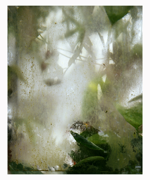ejcdarmon-blog:  Alice Myers - Winterless Skies  