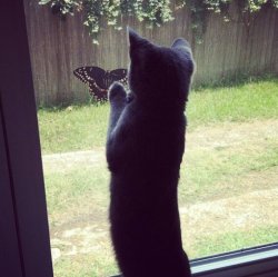 awwww-cute:  My kitten made a new friend yesterday