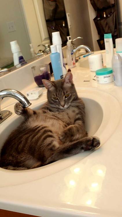 catsbeaversandducks:You Can’t Brush Your Teeth Because:(    ) you have no toothpaste(    ) you have 