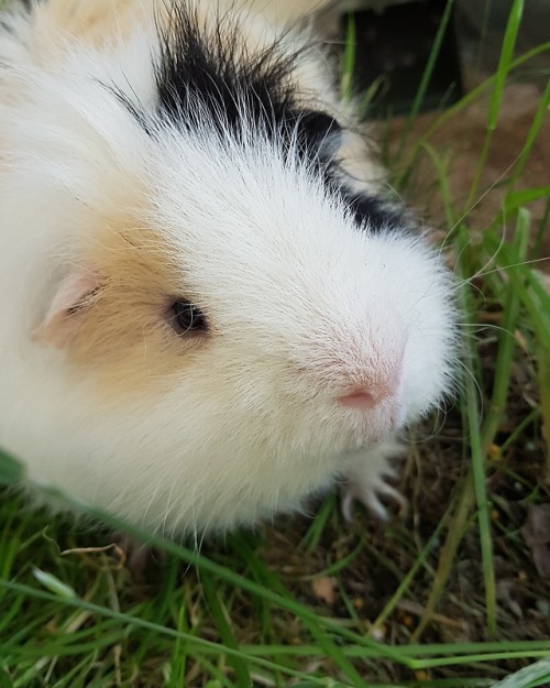 lbsy: hazelnut-and-company: 28 July 2018 - Biscuit in the garden i luv u biscuit!!!!